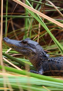 Reise til Floridas Østkyst