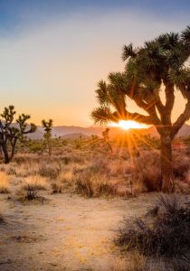 CALIFORNIA - FRA FJELL TIL ØRKENLANDSKAP