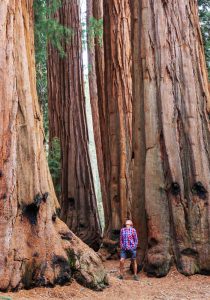 Sequoia National Park