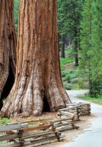 Sequoia National Park