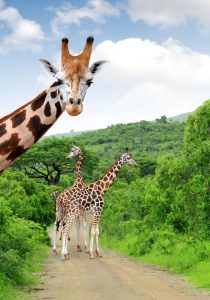 Reise til Sør-Afrika